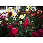 Golden Dune 써니비치