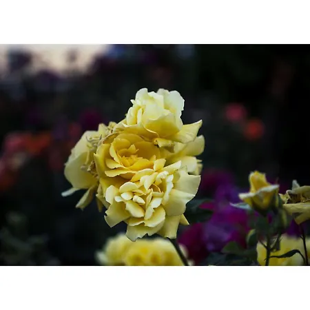 Golden Dune Отель