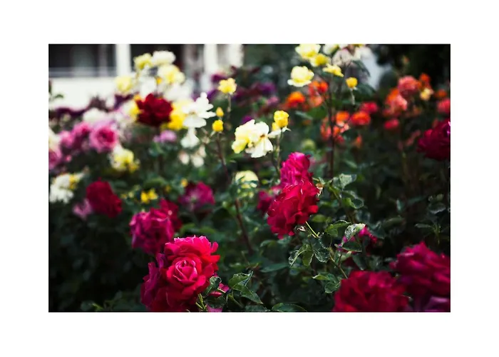 Golden Dune Sunny Beach