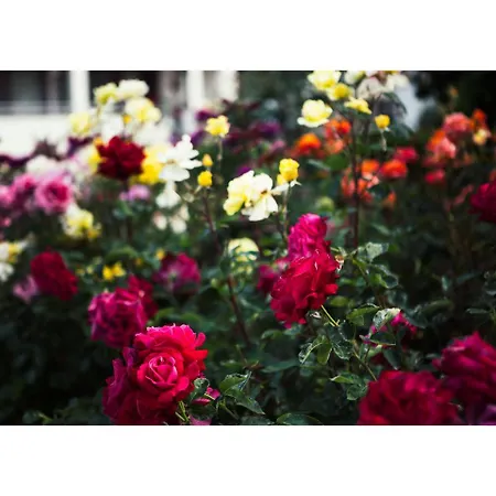 Golden Dune Sunny Beach