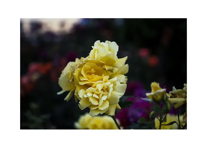 Golden Dune ホテル